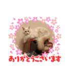 ふわふわラグドールのみーちゃん（個別スタンプ：13）