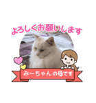 ふわふわラグドールのみーちゃん（個別スタンプ：15）