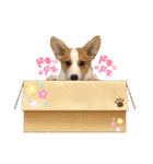 コーギー＆ダックス ふうたこまりスタンプ（個別スタンプ：1）