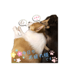 コーギー＆ダックス ふうたこまりスタンプ（個別スタンプ：4）