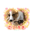 コーギー＆ダックス ふうたこまりスタンプ（個別スタンプ：11）