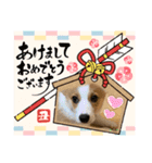 コーギー＆ダックス ふうたこまりスタンプ（個別スタンプ：12）