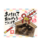 コーギー＆ダックス ふうたこまりスタンプ（個別スタンプ：13）