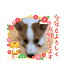 コーギー＆ダックス ふうたこまりスタンプ（個別スタンプ：14）