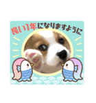コーギー＆ダックス ふうたこまりスタンプ（個別スタンプ：16）