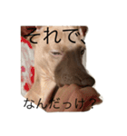 sisiくん ②（個別スタンプ：13）