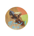 ヨーキーと桜文鳥（個別スタンプ：1）