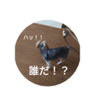 ヨーキーと桜文鳥（個別スタンプ：2）