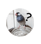 ヨーキーと桜文鳥（個別スタンプ：4）
