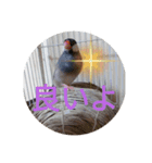 ヨーキーと桜文鳥（個別スタンプ：5）