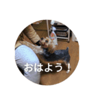 ヨーキーと桜文鳥（個別スタンプ：6）