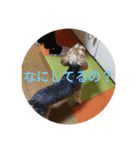 ヨーキーと桜文鳥（個別スタンプ：7）