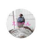 ヨーキーと桜文鳥（個別スタンプ：8）