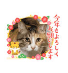 モガおめ（個別スタンプ：7）