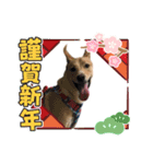 茶々丸16（個別スタンプ：3）