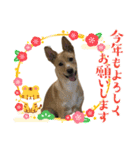 茶々丸16（個別スタンプ：4）