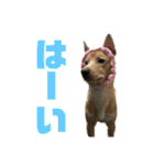 茶々丸16（個別スタンプ：8）