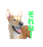 茶々丸16（個別スタンプ：12）