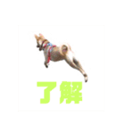 茶々丸16（個別スタンプ：14）