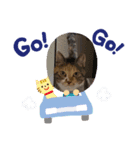 縞三毛もこっち2（個別スタンプ：5）