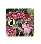 パクの日本の花（個別スタンプ：11）