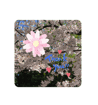 パクの日本の花（個別スタンプ：13）