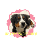 結太元気なバーニーズ 5ヶ月（個別スタンプ：9）