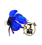 ベタ(Betta fish)（個別スタンプ：5）