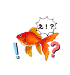 ベタ(Betta fish)（個別スタンプ：11）