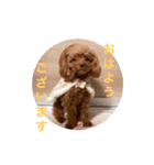 ウチのメンヘラ犬（個別スタンプ：1）