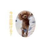 ウチのメンヘラ犬（個別スタンプ：2）