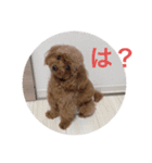 ウチのメンヘラ犬（個別スタンプ：5）