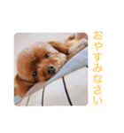 ウチのメンヘラ犬（個別スタンプ：8）