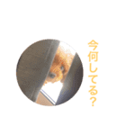 ウチのメンヘラ犬（個別スタンプ：10）