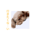 ウチのメンヘラ犬（個別スタンプ：11）