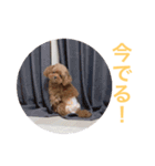 ウチのメンヘラ犬（個別スタンプ：13）