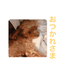 ウチのメンヘラ犬（個別スタンプ：16）