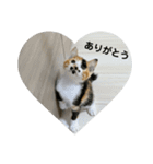 @ゆるい猫さん.（個別スタンプ：1）
