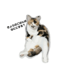 @ゆるい猫さん.（個別スタンプ：2）