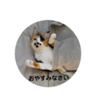 @ゆるい猫さん.（個別スタンプ：4）
