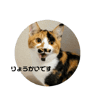 @ゆるい猫さん.（個別スタンプ：5）