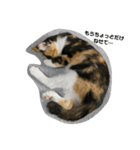 @ゆるい猫さん.（個別スタンプ：6）