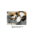 @ゆるい猫さん.（個別スタンプ：8）