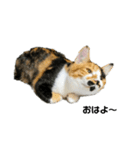 @ゆるい猫さん.（個別スタンプ：10）