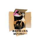 @ゆるい猫さん.（個別スタンプ：11）
