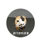 @ゆるい猫さん.（個別スタンプ：12）
