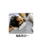 @ゆるい猫さん.（個別スタンプ：13）