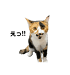 @ゆるい猫さん.（個別スタンプ：16）