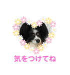 かわいいberryちゃん（個別スタンプ：36）