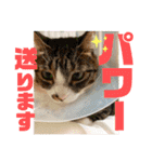 ぴんぽんとあくび 6（個別スタンプ：4）